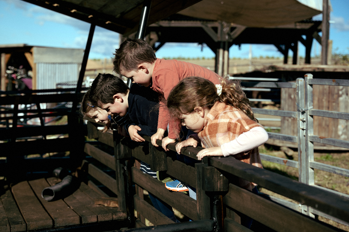 Farm animals at Hunter Farm in the Hunter Valley