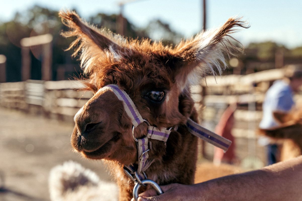 Farm animals at Hunter Farm in Pokolbin, Hunter Valley