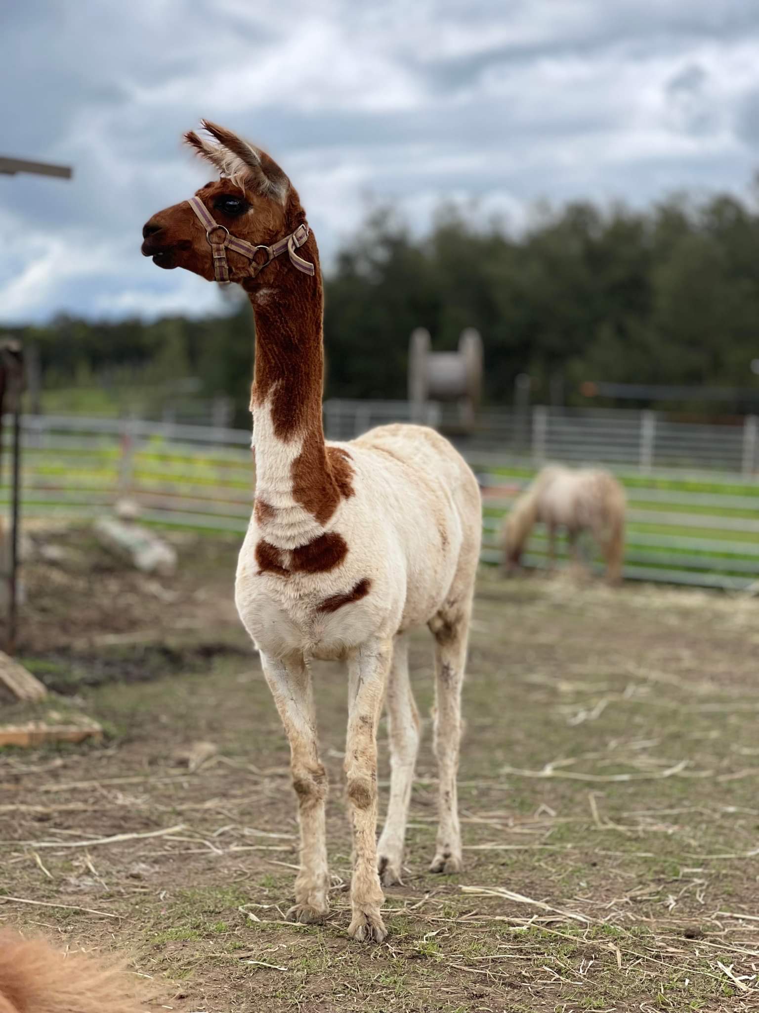 Hands-on farm animal experience for children in the Hunter Valley