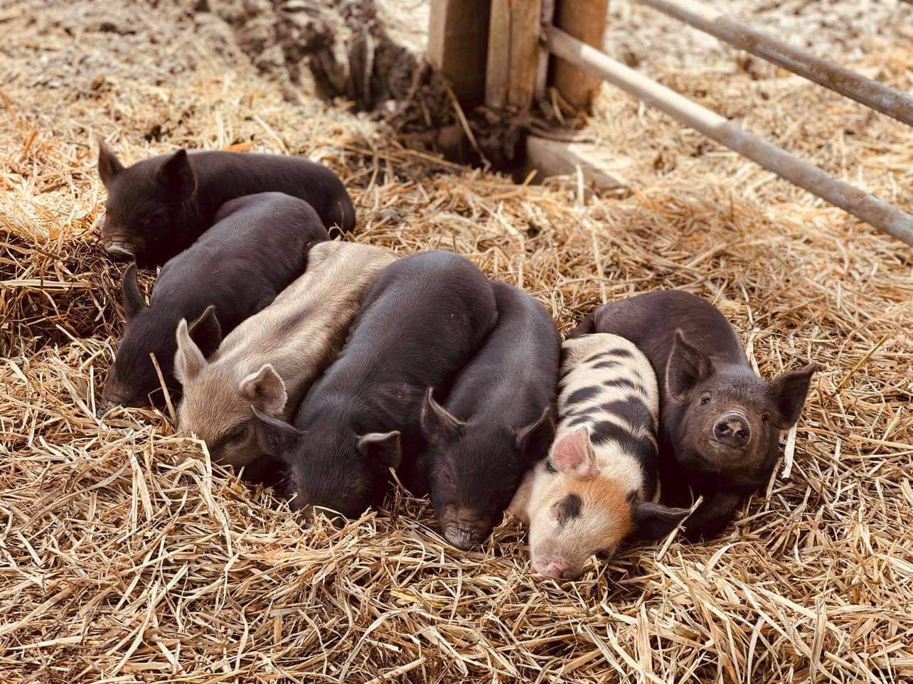 Family animal feeding experience at Hunter Farm in Pokolbin