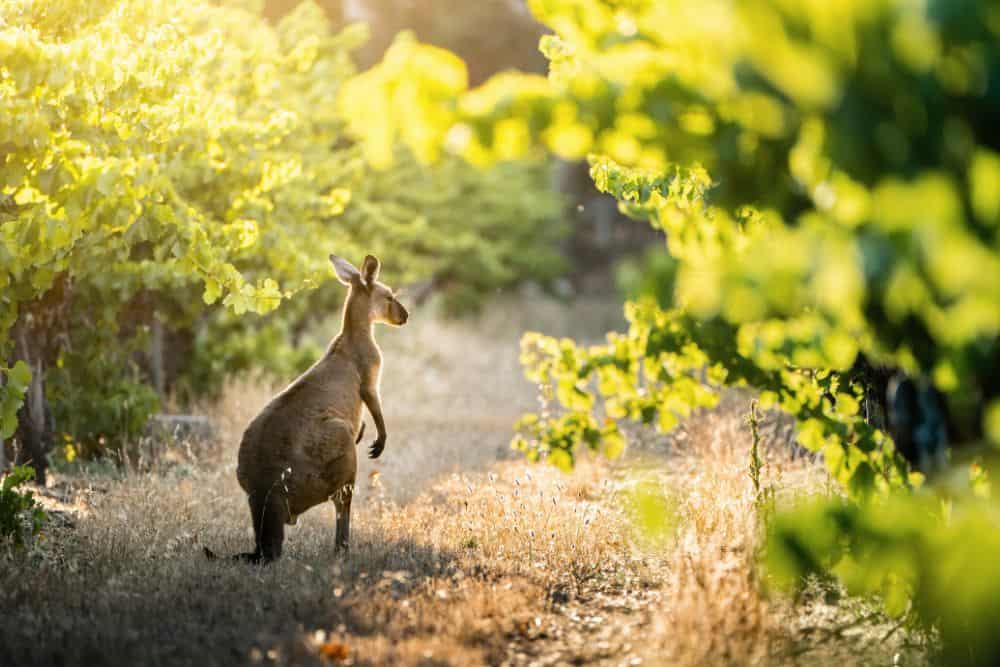 Kangaroo amongst vineyard rows in Hunter Valley Wine Country