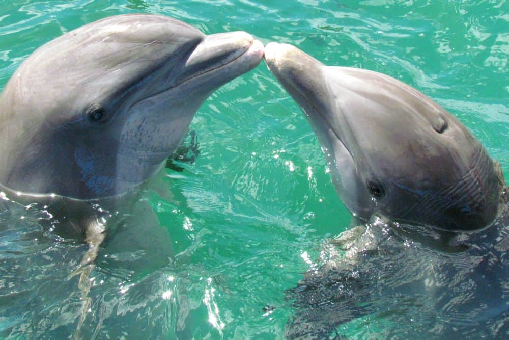 Dolphins at Port Stephens on a New South Wales coastal road trip